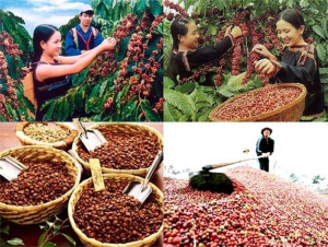 Xuất khẩu cà phê vẫn chịu sức ép lớn từ giá