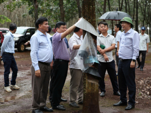Cao su Chư Sê: Giữ dòng mủ cao su giữa mùa mưa dầm Tây Nguyên