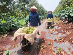 Sản lượng sầu riêng năm 2026 của HAGL tăng trưởng ấn tượng