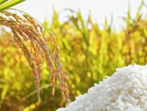 Giá lúa gạo tại Đồng bằng sông Cửu Long chững nhịp