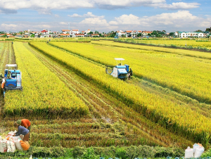 Đề xuất bỏ yêu cầu mã số vùng trồng riêng đối với lúa gạo