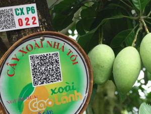 Bán “trải nghiệm” thay vì bán quả: Bước nhảy vọt về truyền thông tương tác từ mô hình “Cây xoài nhà tôi”