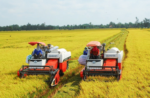 Xuất khẩu gạo tăng, nhưng giá giảm