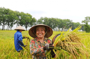 Người trồng lúa khấn khởi khi giá gạo xuất khẩu tăng trở lại