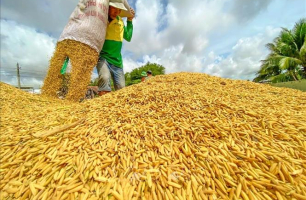 Lúa tươi tại Đồng bằng sông Cửu Long biến động nhẹ