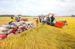 Giá gạo xuất khẩu tiếp tục trầm lắng