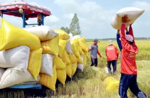 Giá lúa gạo biến động trái chiều