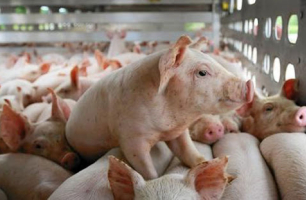 Nhu cầu tiêu dùng thực phẩm dịp Tết Nguyên đán tăng 10 - 15%, nguồn cung đảm bảo