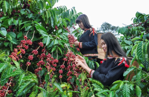 Lo ngại nguồn cung giá cà phê tăng trở lại