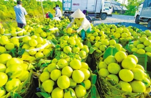 Xử lý nghiêm gian lận mã số vùng trồng, cơ sở đóng gói