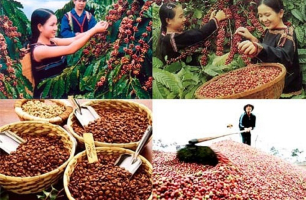 Xuất khẩu cà phê vẫn chịu sức ép lớn từ giá