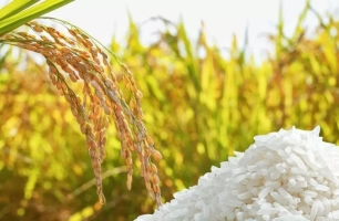 Giá lúa gạo tại Đồng bằng sông Cửu Long chững nhịp