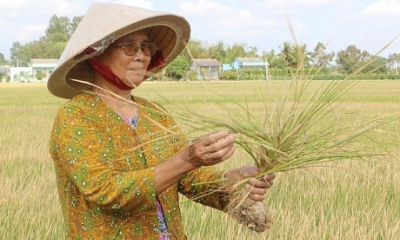 Đợt hạn, mặn nghiêm trọng nhất trong lịch sử ĐBSCL