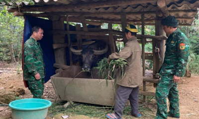 Tăng cường phòng chống rét cho đàn gia súc ở Nghệ An