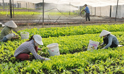 Hà Nội ban hành Điều lệ tổ chức và hoạt động của Quỹ Hỗ trợ phát triển hợp tác xã