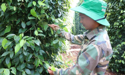 Bà Rịa - Vũng Tàu: Nguy cơ mất mùa tiêu