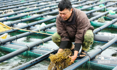 Tăng cường sản xuất thủy sản các tháng cuối năm