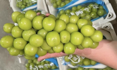 Nho sữa Trung Quốc ở Thái tồn dư thuốc trừ sâu, người tiêu dùng Việt lo lắng