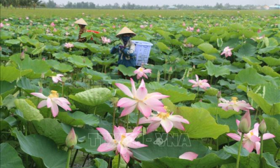 Siêu lợi nhuận từ đa dạng hóa sản phẩm từ sen