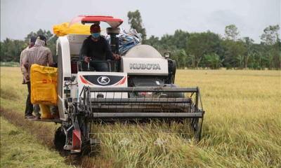 Giá lúa tại Trà Vinh tăng thêm 800 đồng/kg