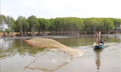 Mô hình rừng - thủy sản cho nông dân thu nhập bền vững