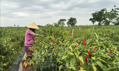 Tái cơ cấu nông nghiệp theo hướng bền vững