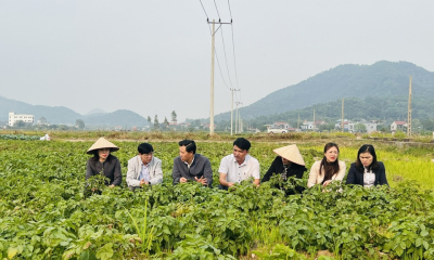 Hà Nội nhân rộng mô hình nông nghiệp xanh