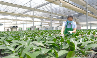 Hà Nội sẽ có Trung tâm nông nghiệp ứng dụng công nghệ cao