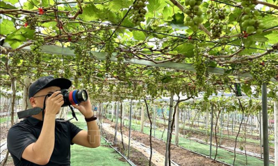 Phát triển đặc sản nho, tăng sức hút du lịch