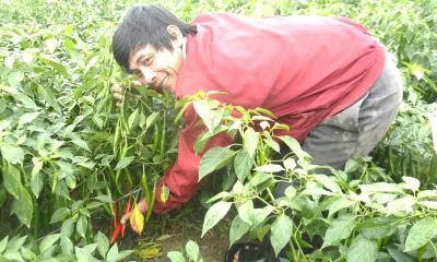 Ớt chỉ thiên giá 68.000đ/kg, nông dân lãi to dù mất mùa