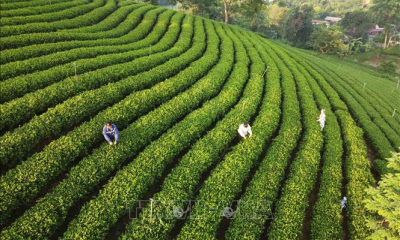 Giải pháp hút nguồn nhân lực cao cho hợp tác xã