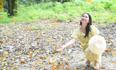 Mùa bướm ở Vườn quốc gia Cúc Phương 'níu chân' du khách