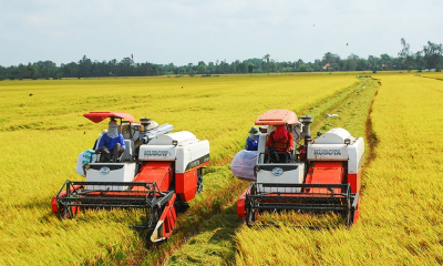 Xuất khẩu gạo tăng, nhưng giá giảm