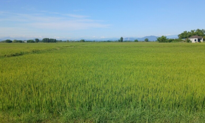 Đồng Tiến (Hà Tĩnh) - Điểm sáng giữa vụ Hè Thu bị sâu bệnh gây hại nghiêm trọng