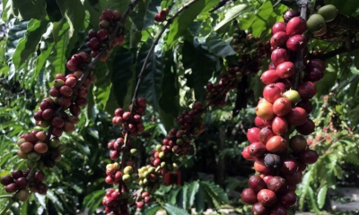 Giá cà-phê giảm mạnh, thị trường năng lượng tiếp tục khởi sắc