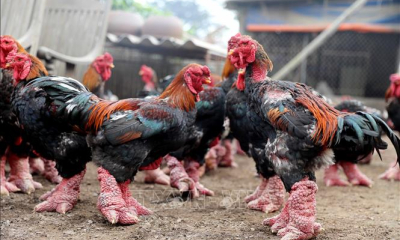 Đặc sản gà Đông Tảo hút khách dịp Tết