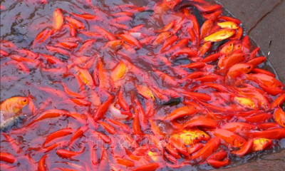 Thủ phủ cá chép rộn ràng vào vụ Tết ông Công, ông Táo