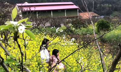 Du khách ‘lạc lối’ trong sắc hoa xuân cao nguyên trắng Bắc Hà