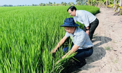 Đề án 1 triệu hecta lúa: Đi đúng hướng, kết quả tích cực