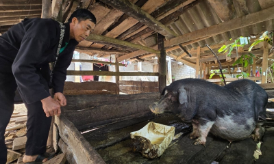 Nông dân chưa mặn mà với bảo hiểm nông nghiệp