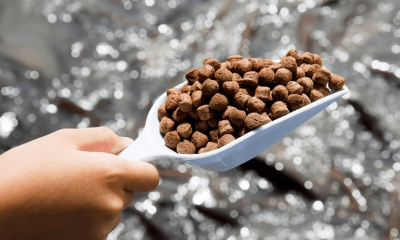 Trình tự, thủ tục cấp phép nhập khẩu thức ăn thủy sản