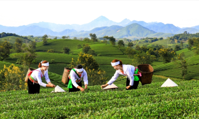 Phát triển sản phẩm OCOP gắn với du lịch – hướng đi gia tăng giá trị và thương hiệu địa phương