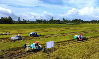 Doanh nghiệp, hiệp hội chung tay giữ nhịp sản xuất nông nghiệp