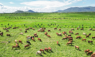 Cuộc đua chăn nuôi năm 2026 bùng nổ: Loạt 