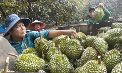 Chuẩn hóa sản xuất, nâng tầm thương hiệu sầu riêng Việt