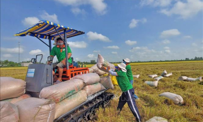 Ngành lúa gạo hướng tới nâng cao quyền định giá và thu nhập cho nông dân