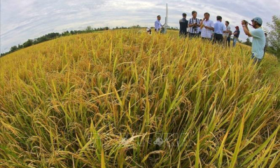 Dấu ấn của nông nghiệp, nông dân, nông thôn Việt Nam sau 40 năm đổi mới