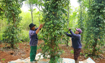 Giá trị kép từ sản xuất hồ tiêu hữu cơ