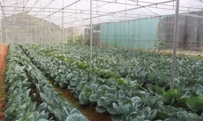 Từ sản xuất nhỏ lẻ đến liên kết tạo giá trị nông sản