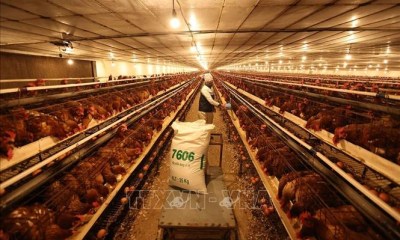 Chăn nuôi Việt Nam chuyển từ cạnh tranh bằng sản lượng sang tiêu chuẩn